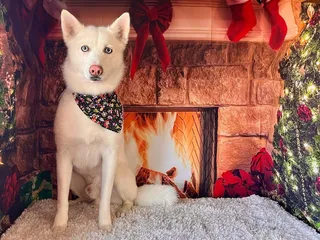 Peachy Clean Pets
