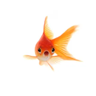 C L.