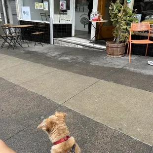 a dog sitting on the sidewalk