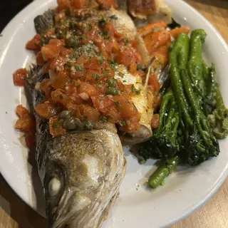 Striped Sea Bass