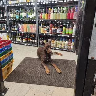 Biggest Doberman I&apos;ve ever seen in person!