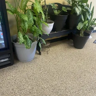 a variety of potted plants