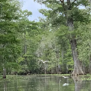Beyond the Bayou Tours