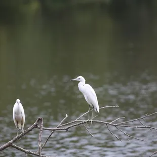 Egrets seen on our swamp tour!