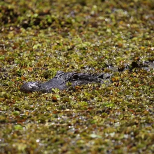 An alligator seen on our boat tour in Lake Martin, on our Cajun overnight package.
