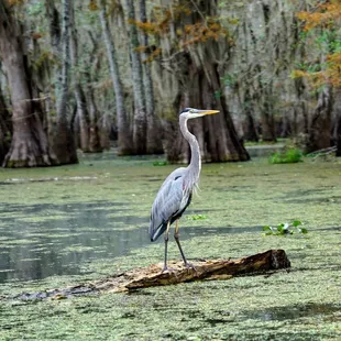 Egrets are a common sight in the swamps.