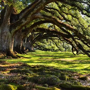 Live oaks seen on a plantation tour!