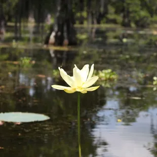 A swamp lotus seen on our boat tour.