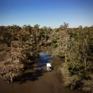 Cypress knees and tupelo trees.