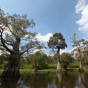 Boat tour in the Atchafalaya River Basin, on our Cajun Overnight Package!