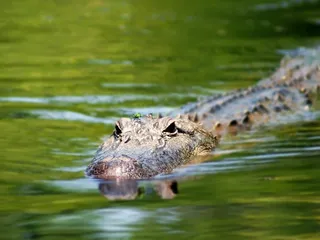 Cajun Pride Swamp Tours