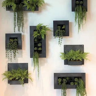 Fern, moss, and succulent wall contemplation by Beyond The Vine Flowers and Home Décor.