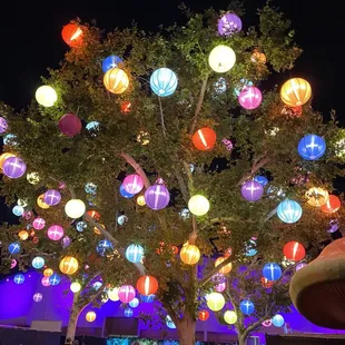 Lantern tree