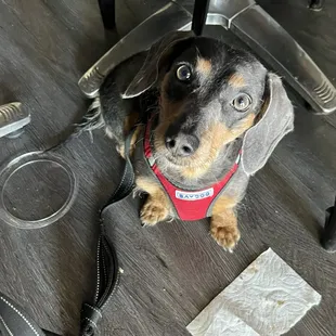 Blueberry approved BBQ