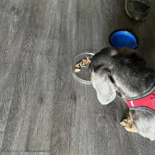 Dog plate