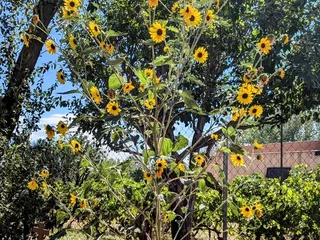Alameda-Rio Grande Wetland