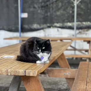 Simcoe the brewery cat =^.^=