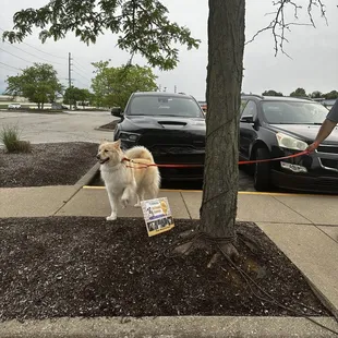Dog-friendly!