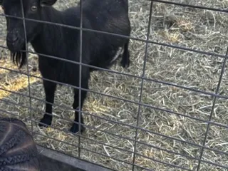 Carolyn's Country Cousins Pumpkin Patch