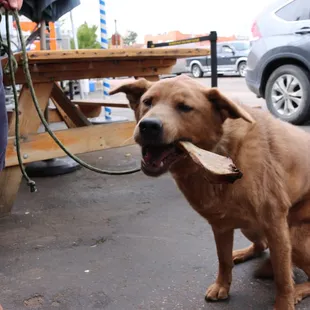 Buki with a complimentary bone!