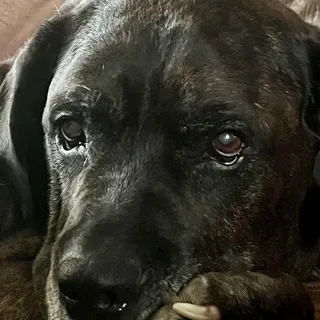 Charlie L.