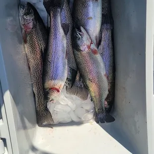 Lassen Trout from Lake Comanche 2022