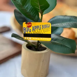 a plant in a small pot