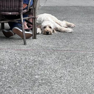 Dog friendly