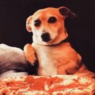 The amazing fitness doggies !