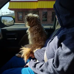 a dog sitting in the passenger seat of a car