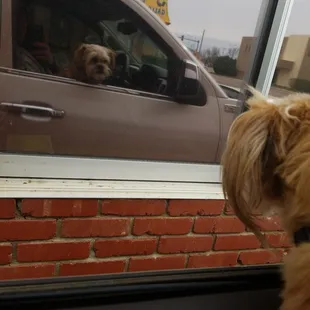 a dog looking out the window