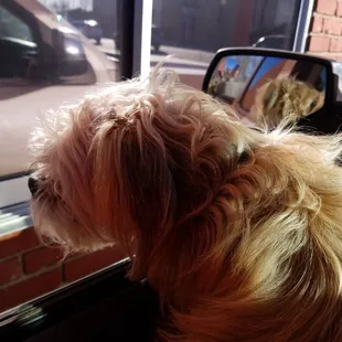 Duke loves the smell at the drive thru window