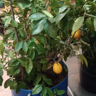 Lemon tree
