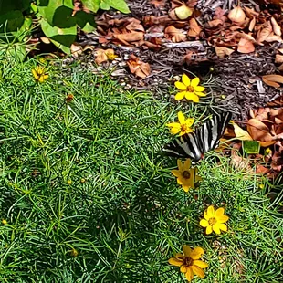 Black and white stripped butterfly
