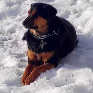 Elliot B.