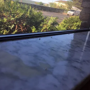 Dead bugs on the windowsill