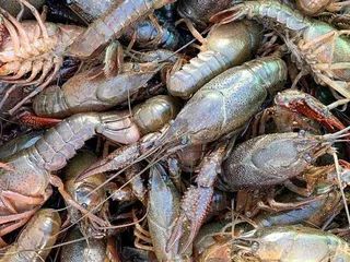 Crawdaddy Seafood Thibodaux