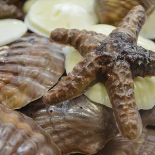 Handmade Chocolate Sealife