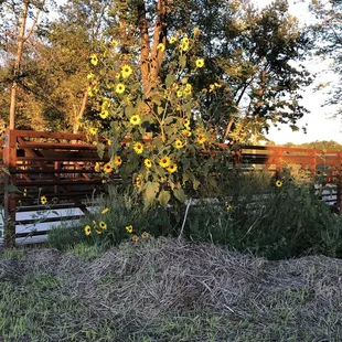 Sunflowers!