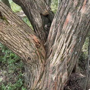 Close up of hedge apple tree