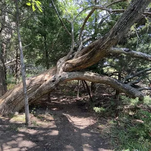 Manny very old hedge apple trees stretch across the walking path through the forest