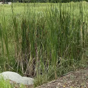 Cat tails, I believe