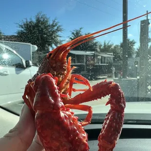 The biggest crawfish