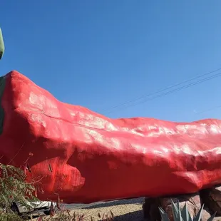 Chile Pepper  11-20-2022