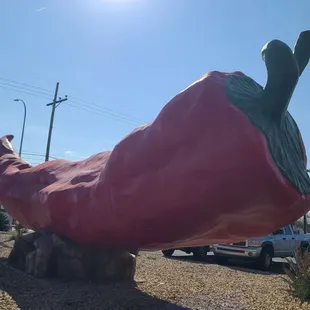 Red Chile Pepper  11-20-2022