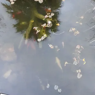 Koi Pond
