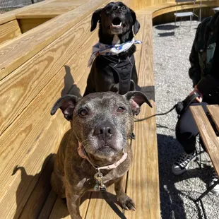 two dogs sitting on a bench