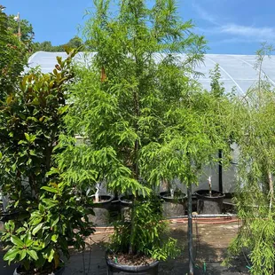 Bald Cypress