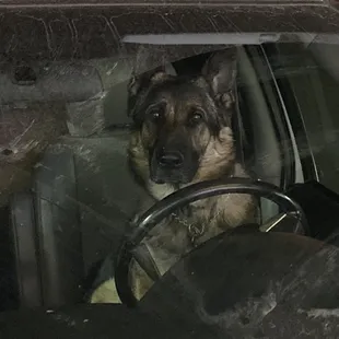 My dog waiting in the car for me