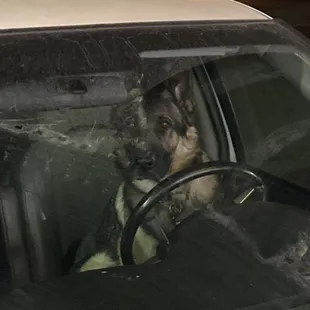 My dog waiting for me to bring the pizza out.